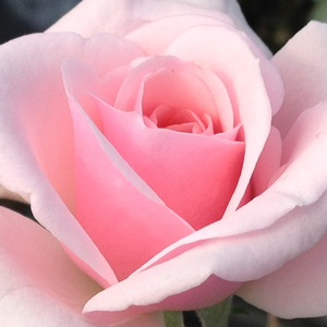 Онлайн магазин за рози - Розов - парк – храст роза - среден аромат - Pоза Фелбергс роза Дружки - ѝоханес Фелберг-Леклерк - Добре развиваща се със здрави клони,винаги цъвти.